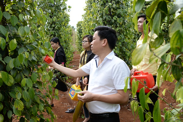 Tiêu Trắng