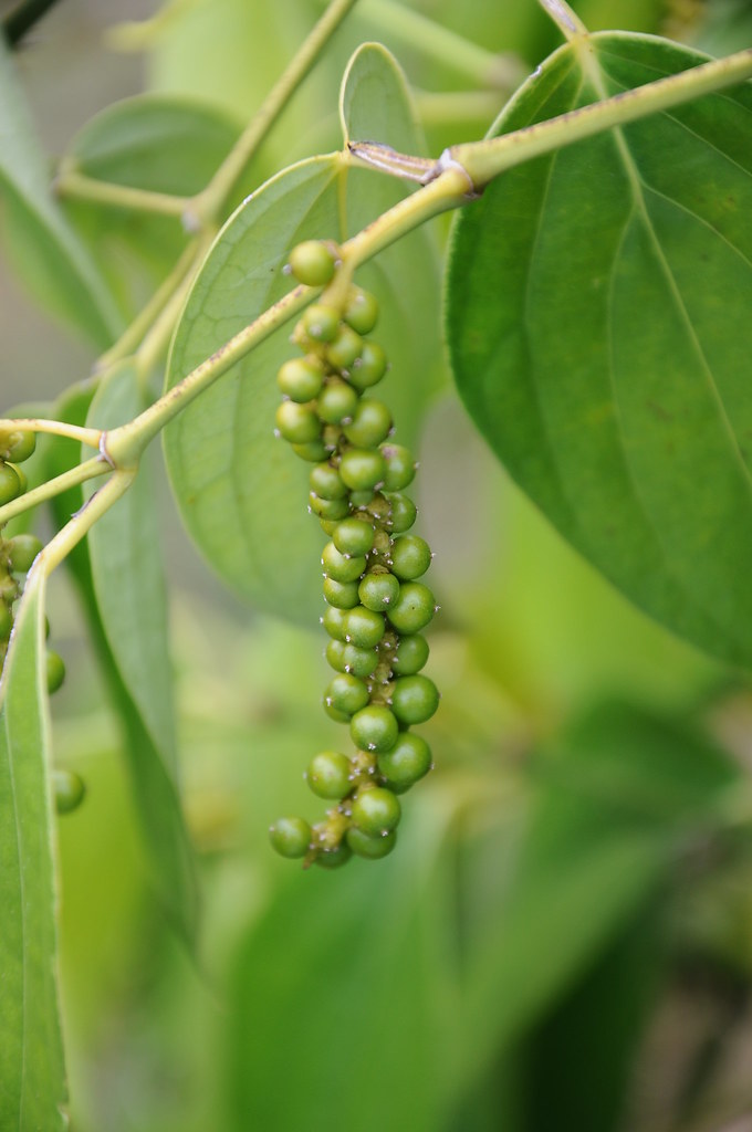 Tiêu Trắng