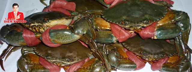 live mud crab 1