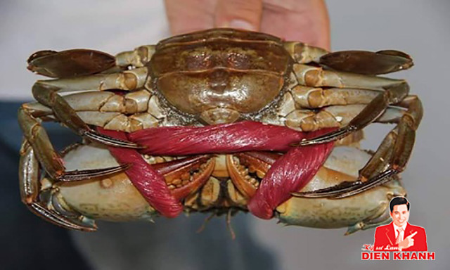 live mud crab 55