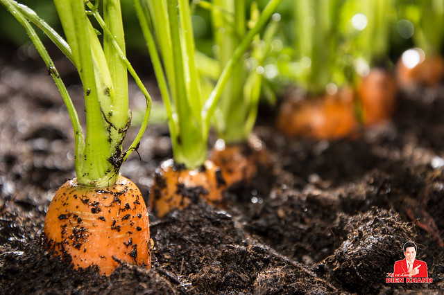 Macro shot of Carrots in dirt